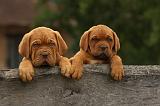 DOGUE DE BORDEAUX 321